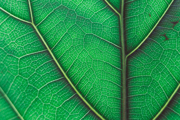 macro shot of fiddle leaf fig plant with sunglight highlighting its pattern