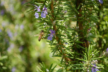 Bee, Nature, day, animal, wonderfull