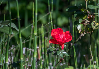 Single red rose isolated against a green foliage background in a garden image in horizontal format