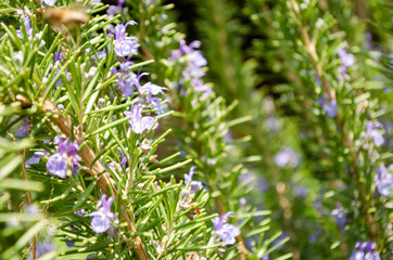 Bee, Nature, day, animal, wonderfull