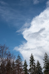 Puffy white clouds on a blue-sky day, evergreen treetops in the foreground, as a nature background