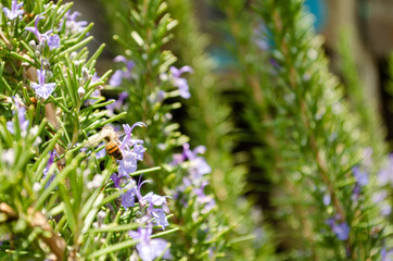 Bee, Nature, day, animal, wonderfull