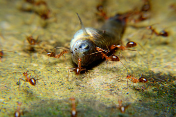 Ant Activity bit a fish, Oecophylla smaragdina is a colony of ants. ants are large and red in color