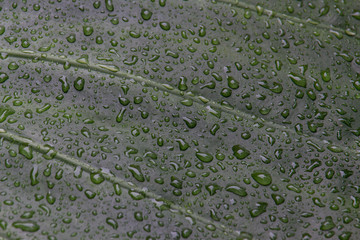 raindrops on a large green leaf