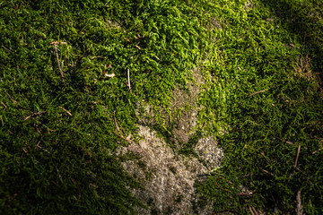 Green moss on a rock, highlighted by a sunbeam, as a nature background