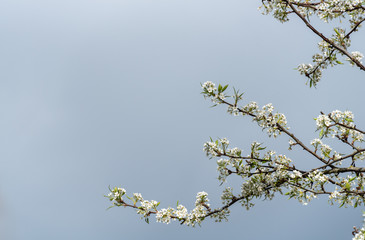 Ornamental tree in full bloom with white flowers on a gray stormy day, as a nature background