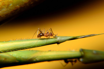 Ant Activity, Oecophylla smaragdina is a colony of ants. ants are large and red in color
