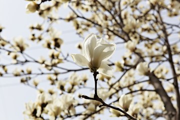 대한민국인천시인천대공원에서찍은꽃입니다