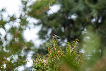one small hummingbird resting on top of the green bushes with blurry green background in the park