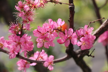 pink flowers of cherry tree