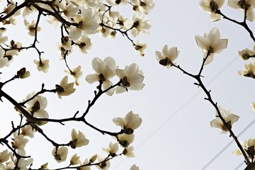 대한민국인천시인천대공원에서찍은꽃입니다