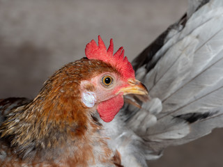 Close up Head of Young Chicken Isolated on Background