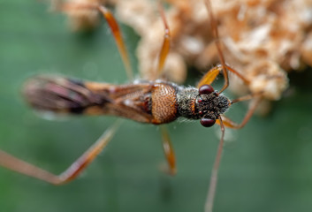 Macro Photo of Assassin Bug on Green Leaf