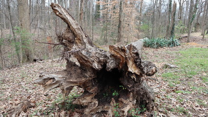 Obraz premium Old tree on the ground