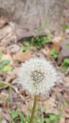 dandelion in grass