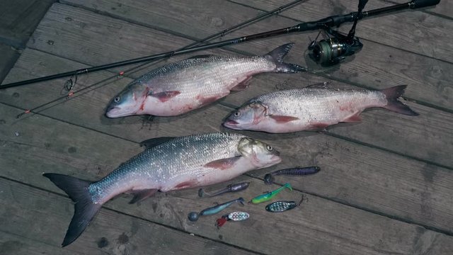 Trophy asps and spinning on a wooden pier