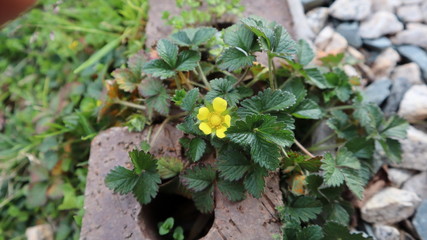 Yellow wild flower on the rock