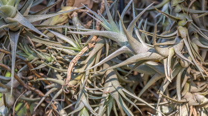 Full frame image of green foliage close up image for background use