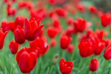 Obraz premium Red Tulips