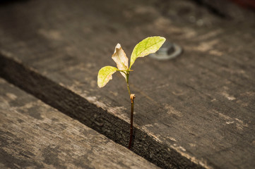 Nature always survive