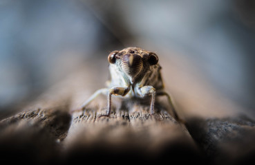 Cicadidae perched on a tree stump with a blurred background.