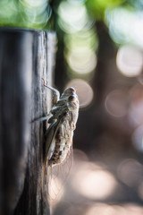 Cicadidae perched on a tree stump with a blurred background.
