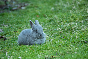 close up portrait of one cute grey bunny resting on the green grass field in the park under the shade