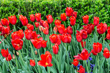 Super Red Tulips