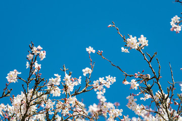 beautiful light pink cherry flowers blooming on the thin branches under clear blue sky on a sunny day