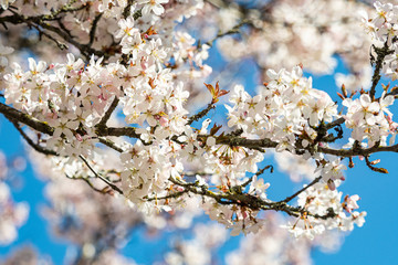 dense white cherry flowers blooming on the branches under the sun in the park with blue sky background