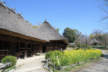 茅葺き屋根の古民家の前に菜の花が咲いている風景