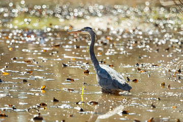 one great blue heron fishing in the pond inside park on a sunny afternoon.