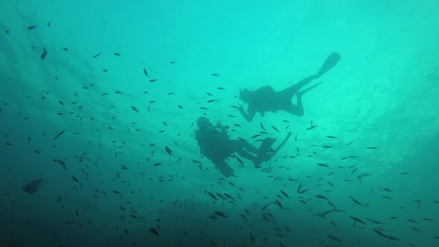 Scuba divers and fish underwater video 