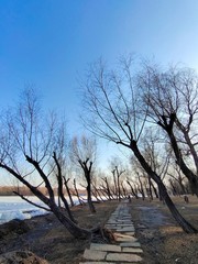 Weird shaped trees blowing by the wind at lake side trail in winter