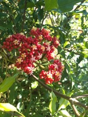 red berries of viburnum on a branch