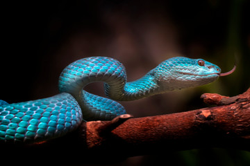 The Close Up Look of Venomous Viper Snake - Animal Reptile Photo Series