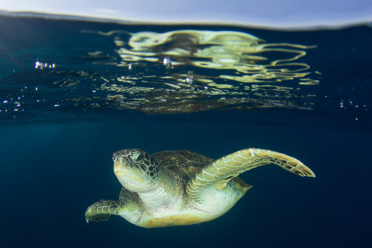 Green Sea Turtle over under half and half 