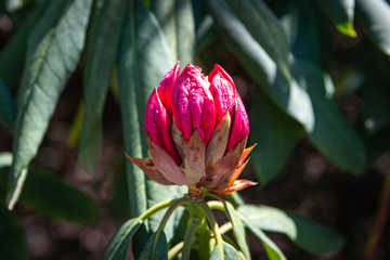red flower in the garden