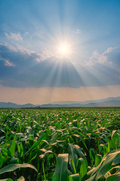 Corn field in agricultural garden and light shines sunset, Vertical image