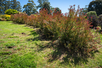 Fototapeta premium trees in autumn