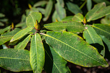 green leaf in a park