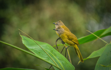 Mountain Bulbul, Lovers of Panoen Thung Mountains, Thailand