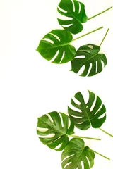 Poster de jardin Monstera monstera vert feuilles motif cadre isolé sur fond blanc. vue de dessus.copier l& 39 espace.