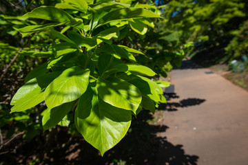 green leaves in the forest