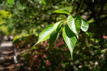 green leaves of a tree