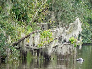 Louisana Bayou Trees