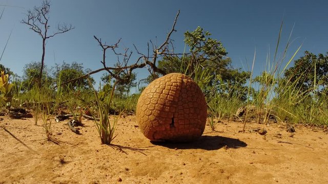 Three banded armadillo timelapse in the Cerrado Savannah until it opens and leaves to the bush, closing protection behavior