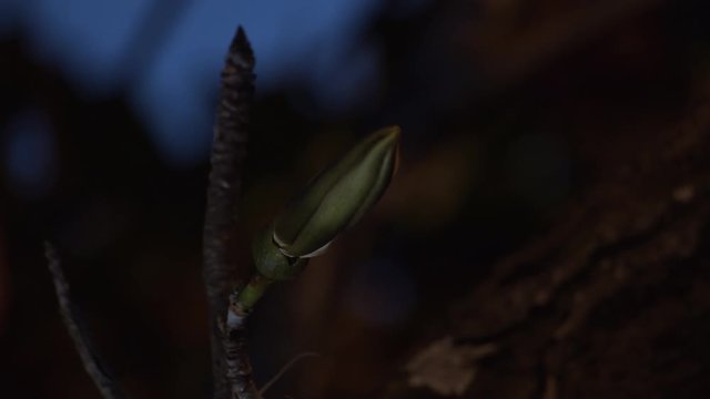 Flower (Pseudobombax) opening timelapse at as the night falls, this flower opens to attract nocturnal pollinators such as bats
