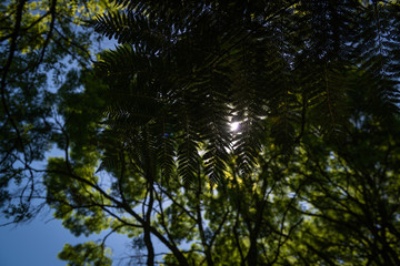 trees and blue sky