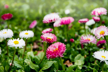 Fototapeta premium Beautiful pink and white English daisy (bellis perennis) blooming in the lawn during spring; close-up of cheery patch of daisies 